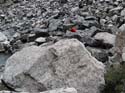 CurtHidingfromMarmot